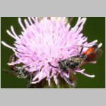 Sphecodes pellucidus - Blutbiene m001e 6mm - Sandgrube Niedringhaussee-det.jpg